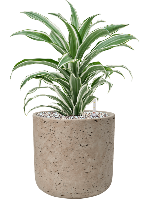 Dracaena fragrans 'White Jewel' en Rough, Pottery Pots