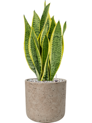 Sansevieria trifasciata 'Laurentii' en Rough
