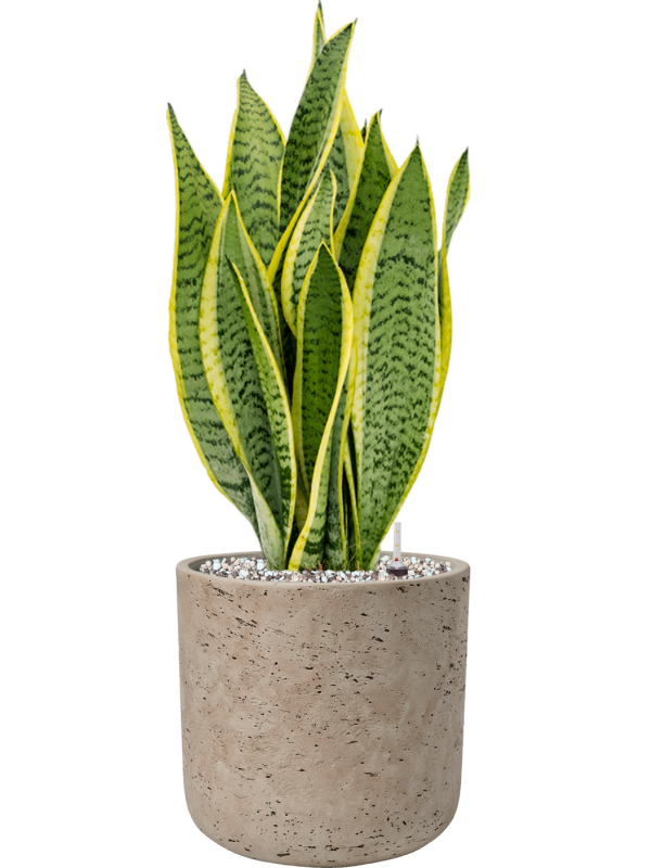 Sansevieria trifasciata 'Laurentii' en Rough, Pottery Pots
