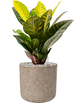 Croton (Codiaeum) variegatum 'Petra' en Rough