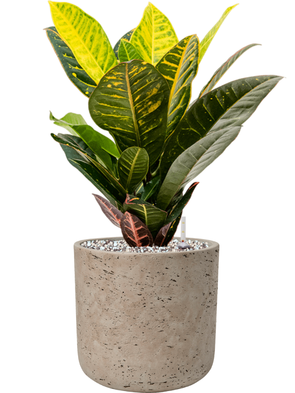 Croton (Codiaeum) variegatum 'Petra' en Rough, Pottery Pots