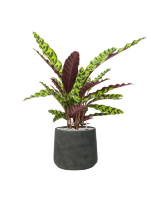 Calathea insignis en Rough