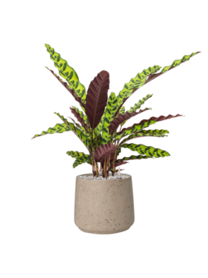 Calathea insignis en Rough