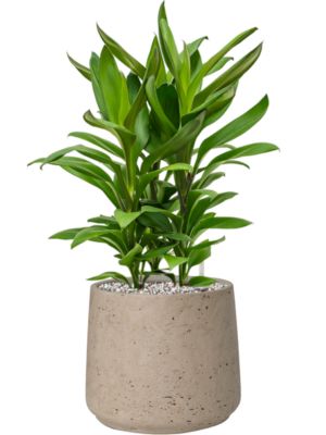 Cordyline fruticosa' Glauca' en Rough