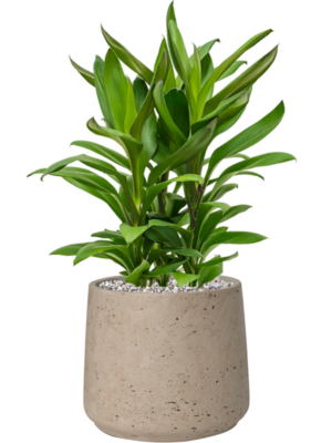 Cordyline fruticosa' Glauca' en Rough