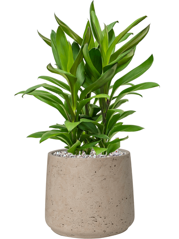 Cordyline fruticosa' Glauca' en Rough, Pottery Pots