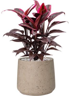 Cordyline fruticosa 'Mambo' en Rough