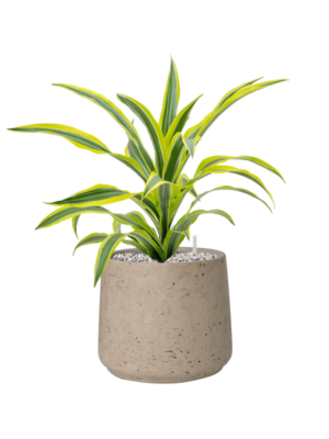 Dracaena fragrans 'Lemon Lime' en Rough