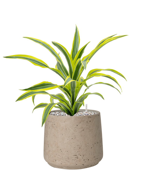 Dracaena fragrans 'Lemon Lime' en Rough, Pottery Pots