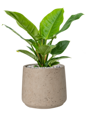 Philodendron 'Imperial Green' en Rough
