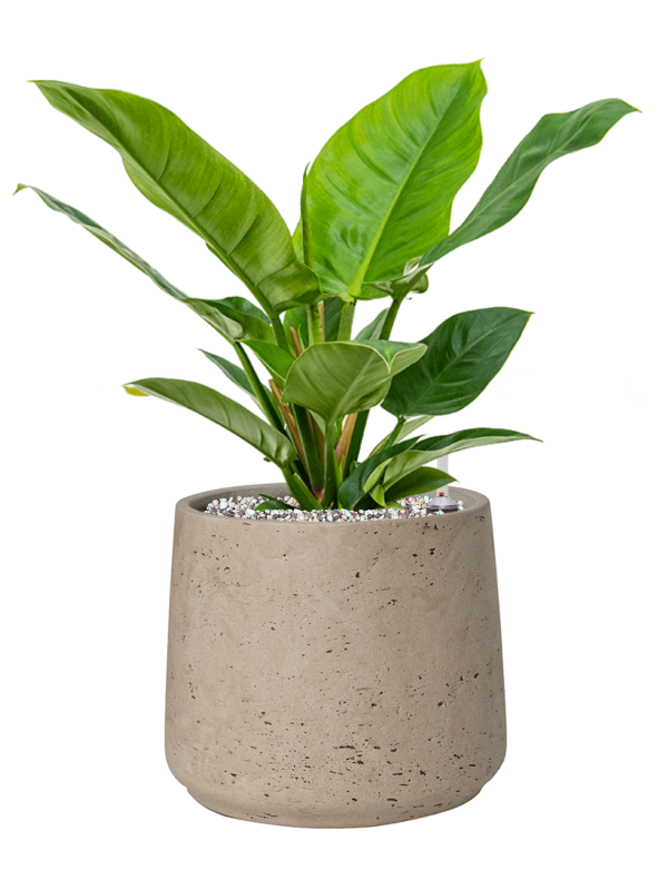 Philodendron 'Imperial Green' en Rough, Pottery Pots