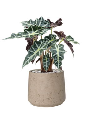 Alocasia 'Polly' en Rough