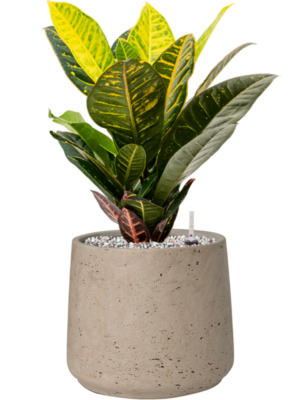 Croton (Codiaeum) variegatum 'Petra' en Rough