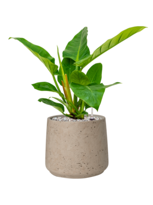 Philodendron 'Imperial Green' en Rough