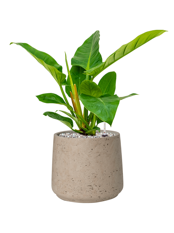 Philodendron 'Imperial Green' en Rough, Pottery Pots