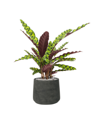 Calathea insignis en Rough