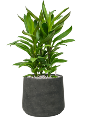 Cordyline fruticosa' Glauca' en Rough