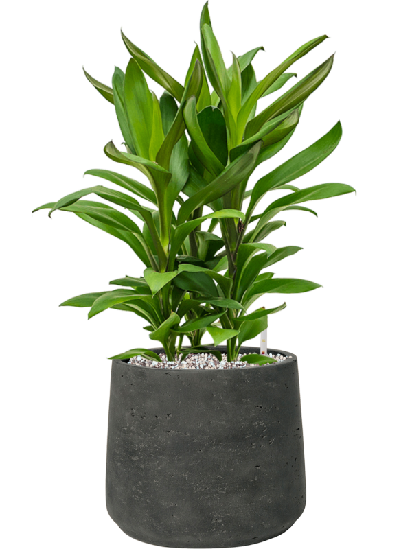 Cordyline fruticosa' Glauca' en Rough, Pottery Pots