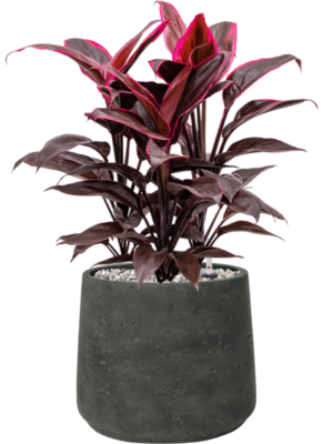 Cordyline fruticosa 'Mambo' en Rough