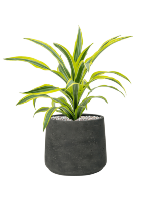 Dracaena fragrans 'Lemon Lime' en Rough