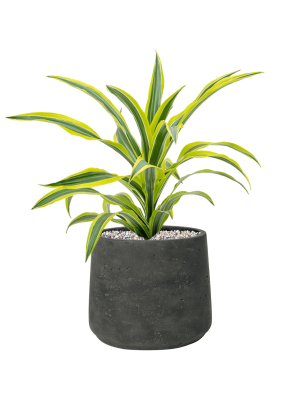 Dracaena fragrans 'Lemon Lime' en Rough, Pottery Pots