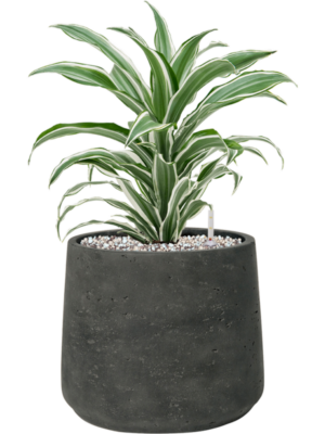 Dracaena fragrans 'White Jewel' en Rough