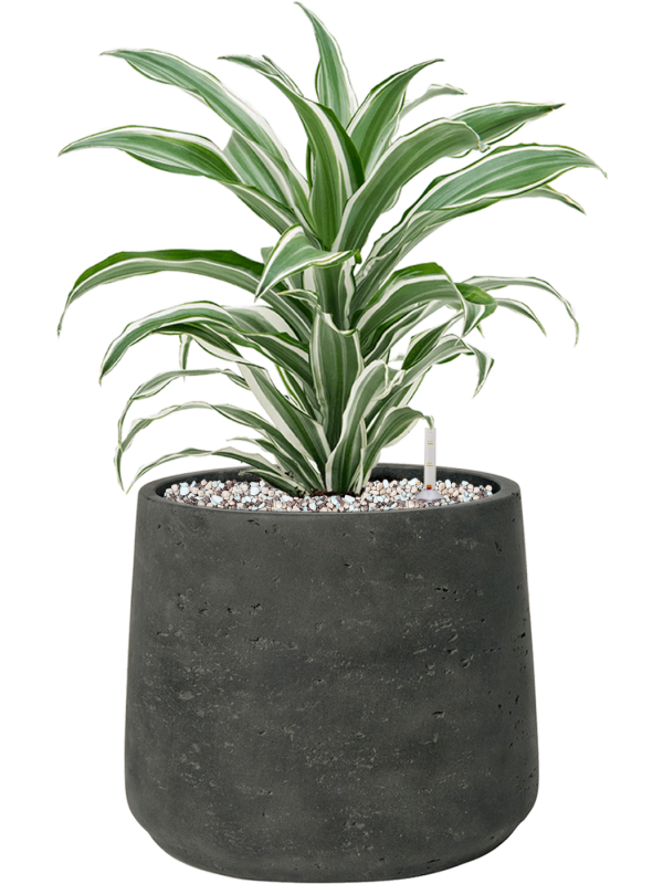 Dracaena fragrans 'White Jewel' en Rough, Pottery Pots