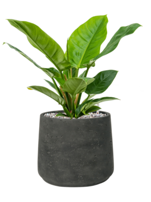 Philodendron 'Imperial Green' en Rough