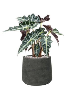 Alocasia 'Polly' en Rough