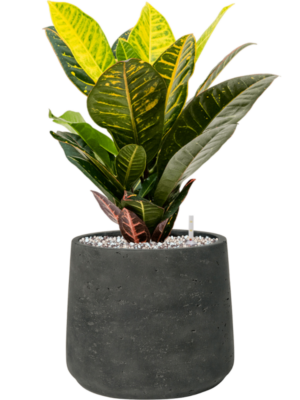 Croton (Codiaeum) variegatum 'Petra' en Rough