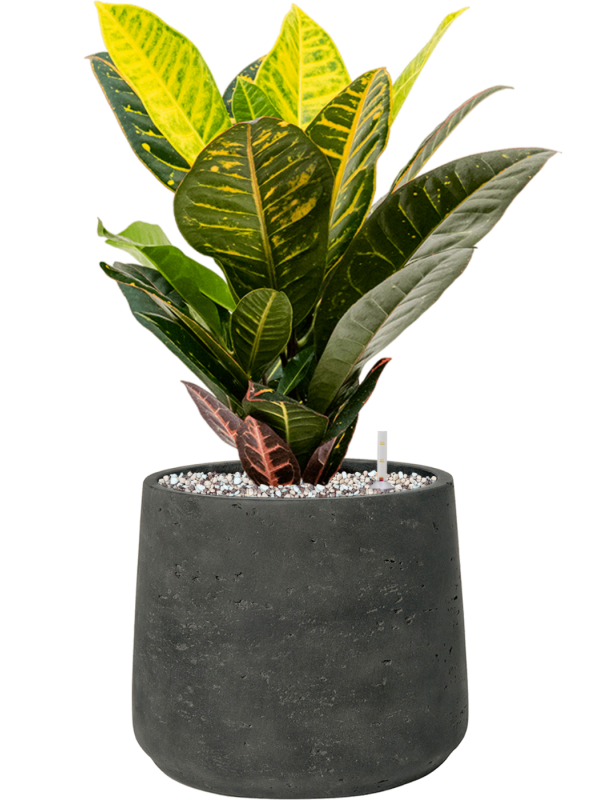 Croton (Codiaeum) variegatum 'Petra' en Rough, Pottery Pots