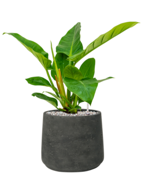 Philodendron 'Imperial Green' en Rough