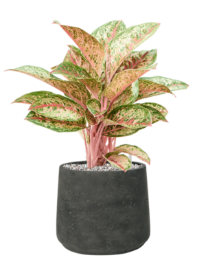 Aglaonema 'Painted Celebration' en Rough
