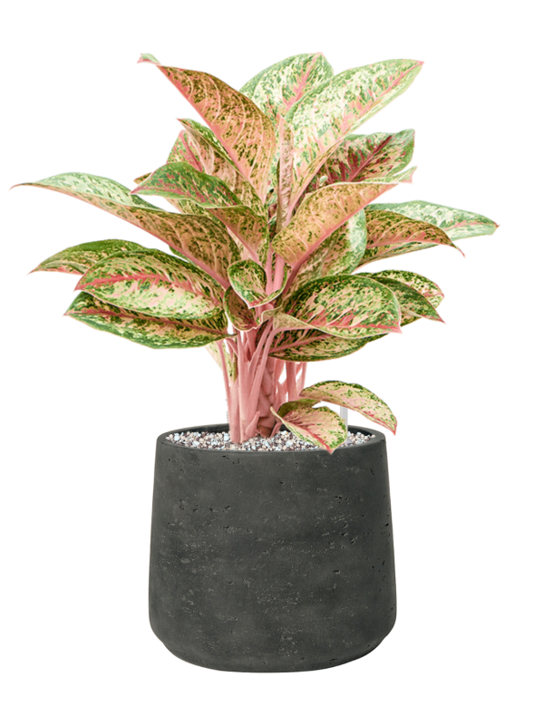 Aglaonema 'Painted Celebration' en Rough, Pottery Pots