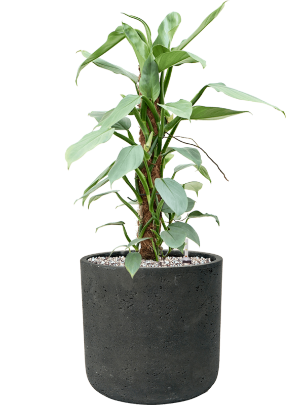Philodendron 'Silver Queen' en Rough, Pottery Pots
