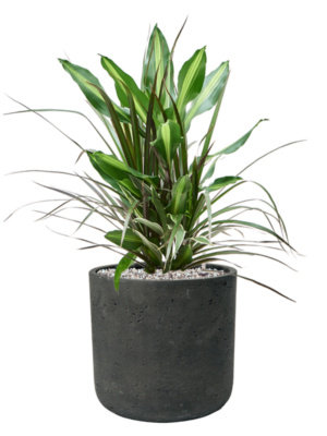 Dracaena combo en Rough