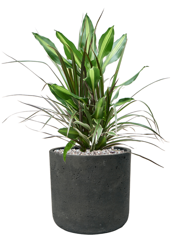Dracaena combo en Rough, Pottery Pots