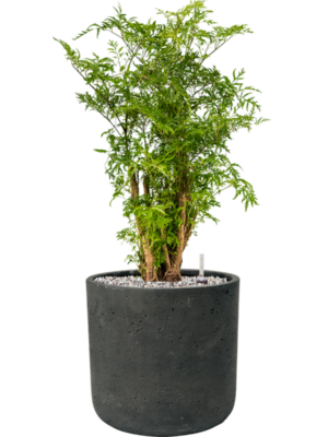 Aralia (Polyscias) 'Ming' en Rough