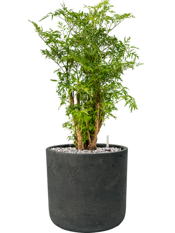 Aralia (Polyscias) 'Ming' en Rough, Pottery Pots