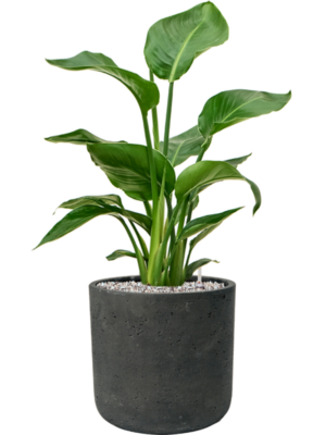 Strelitzia nicolai en Rough