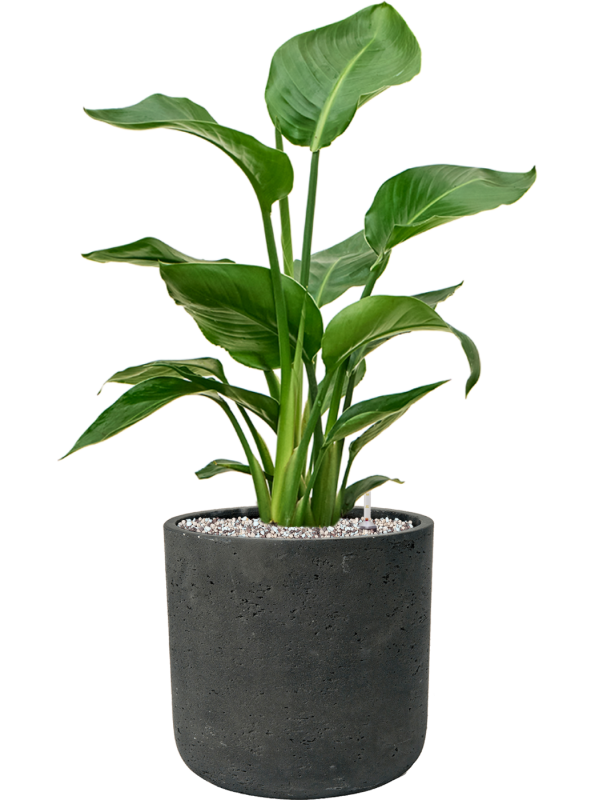Strelitzia nicolai en Rough, Pottery Pots