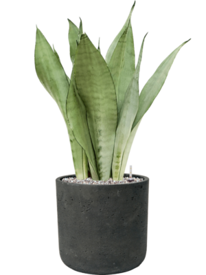 Sansevieria trifasciata 'Moonshine' en Rough