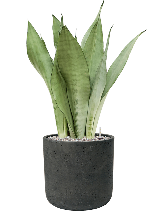 Sansevieria trifasciata 'Moonshine' en Rough, Pottery Pots