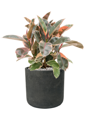 Ficus elastica 'Belize' en Rough
