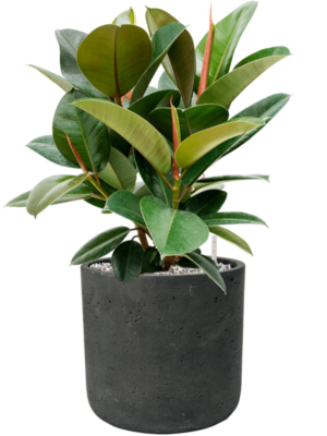Ficus elastica 'Robusta' en Rough