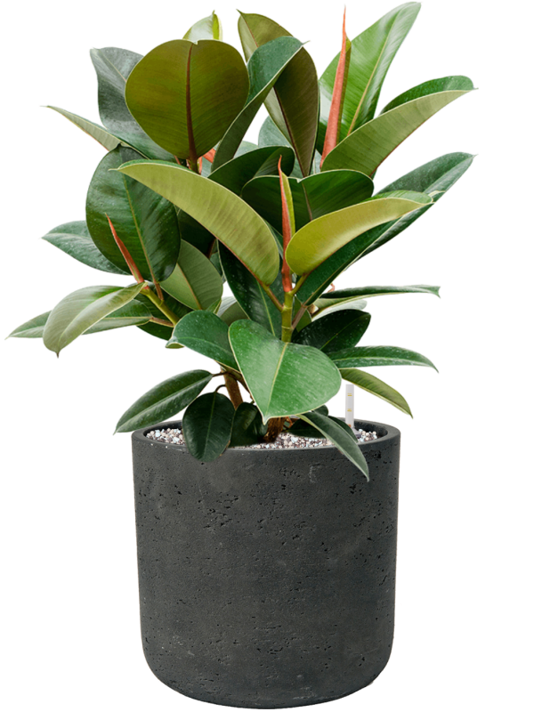 Ficus elastica 'Robusta' en Rough, Pottery Pots