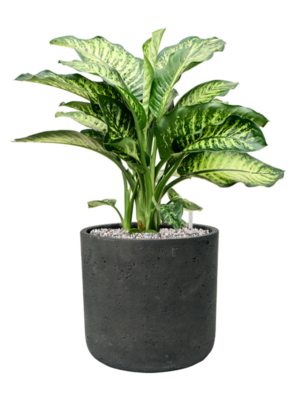 Dieffenbachia seguine 'Maroba' en Rough