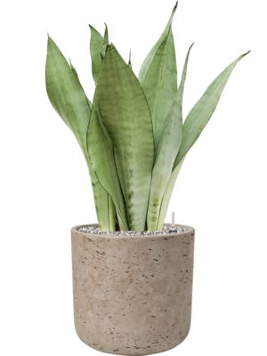 Sansevieria trifasciata 'Moonshine' en Rough