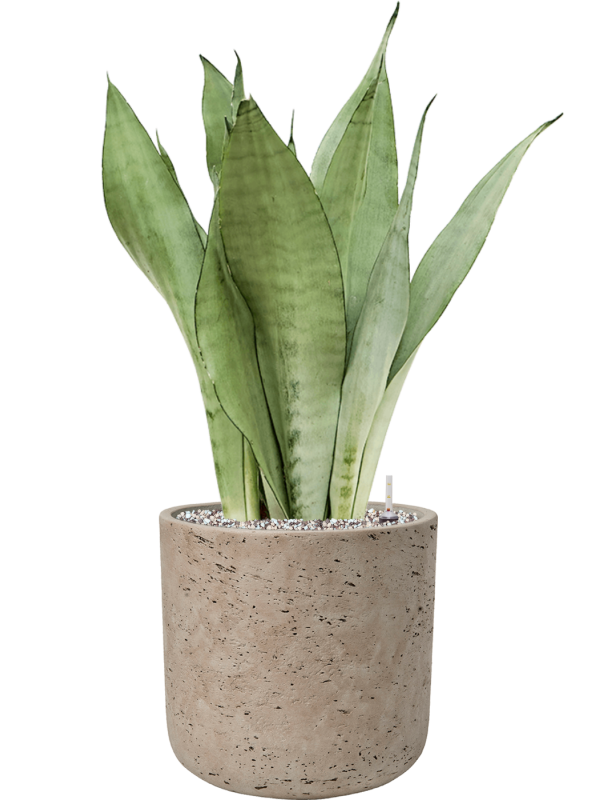 Sansevieria trifasciata 'Moonshine' en Rough, Pottery Pots