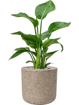 Strelitzia nicolai en Rough